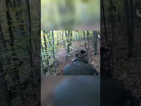 🐗Hunting in Bulgaria: Thrilling Wild Boar Chase in Dense Forest🐗