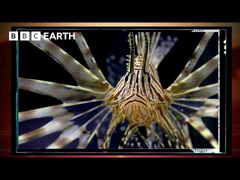 The 'Shocking' New Predators Targeting Lionfish | Save Our Species | BBC Earth Science