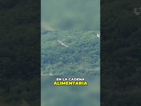 🇪🇸 ¡Increíble descubrimiento de la naturaleza! 🌿 🦜 Aves que comen pollitos pequeños y huevos 🍳 🐣