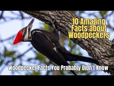 💥 10 Fascinating Facts About Woodpeckers You Didn't Know 📌 Woodpecker Bird Making Nest ⛔