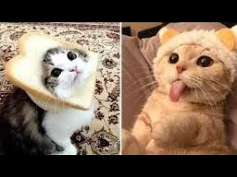 Show_Us_Your_Baddies___HILARIOUS_Naughty_Pet_Compilation