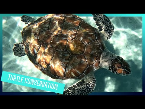 Turtle conservation in Curacao | Royal Navy