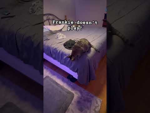 Monty attacks Frankie. #catlover #cat #cuteecats #funny  #fypシ゚viral #cuteanimal #kittenshorts