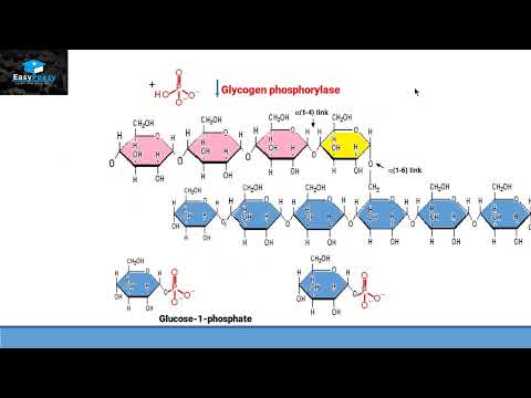 Glycogenolysis