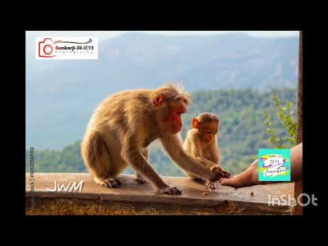 JWM | 3RdEYE Photography 005 | Cute and Baby Monkeys| Yercaud hills |Tamil Nadu  India| By A. Sankar