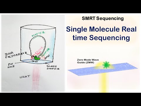 SMRT | Single Molecule Real Time sequencing