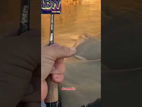 Fish on 🎣🎣🎣🎣 #fishing #fish #angler #fishingtips #shortvideo #trending