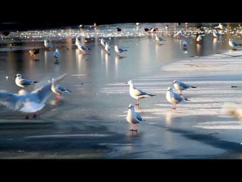 The Frozen Lough, Cork.