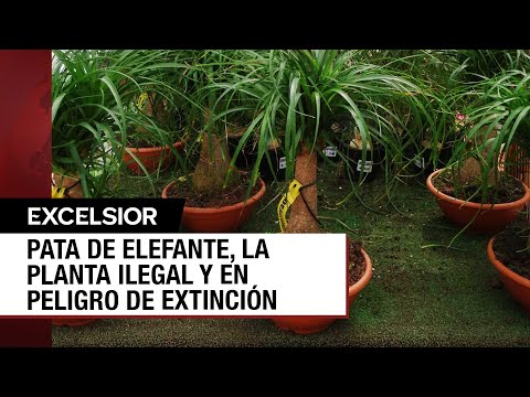 Si posees una Pata de Elefante te puede acarrear una costosa multa