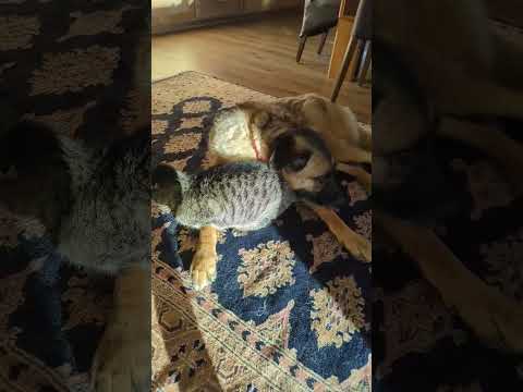 Cat and Dog Catching a Little Sun #cute #adorable #pets