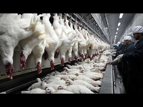 American Farmers Raise And Process Millions Of Turkeys, Pheasants, And Many Other Poultry This Way.