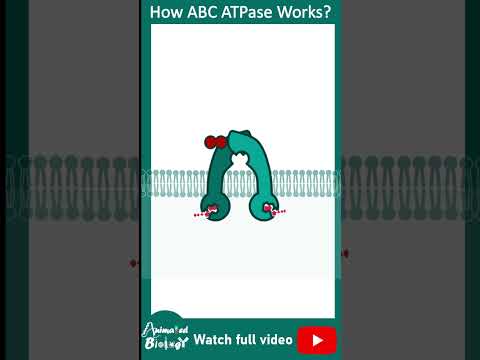 ABC transport | ATP binding cassette | cell bio in 1 minute