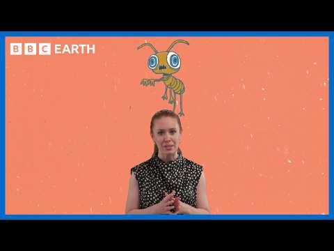 The Strangest Science Facts You Didn't Know | BBC Earth Science