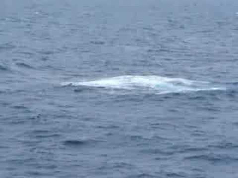 Tim Carley - Australia - Great Barrier Reef - Whale