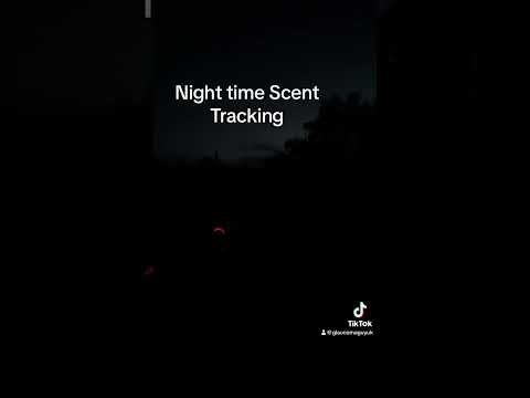 Night time Scent Tracking 🐾 #Dog #Dogs #DogVideo #DogLife #Labrador #DogLover #DogTok