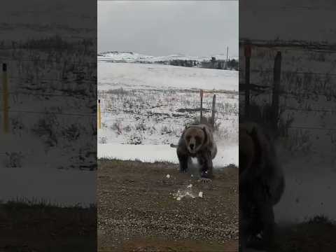 Male black bear attacks vehicle.#beautiful #Animal life 0007