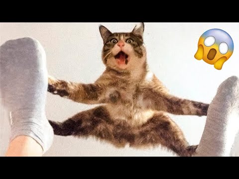 😻 New Funny Cats and Dogs Videos 🐶🤣 Best Funny ANIMALS Videos 😆😂 PART 25