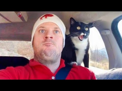 The Most dramatic cats moments ever! 😂 Funny Cat Videos 2025