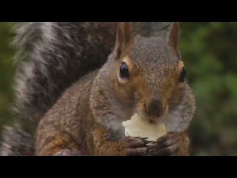 Squirrels! Unexpected Facts About Nature's Acrobats! #BackyardWildlife #CuteAnimals #Squirrels