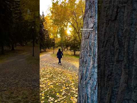 Soon Calgary would look like this #shorts #falls #calgarylife #canadavlogs #canadianvlogs