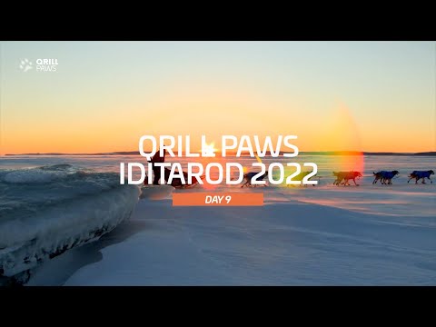 Iditarod Highlight | DAY 9 | QRILLPAWS 2022