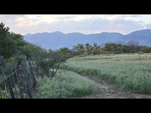 Water Tank in the Chiricahua Mountains in south east Arizona, along the creek. Lions, Bears & more.