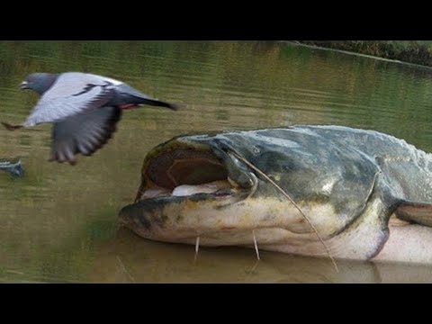 Killer Catfish Hunt Pigeons on Land