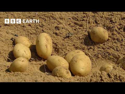 Can You Grow Potatoes in the Desert? | Food Super Highway | BBC Earth Science