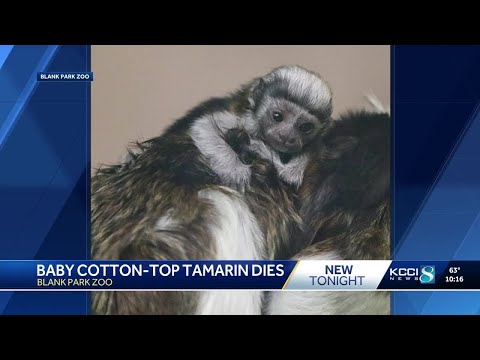 Baby tamarin at Blank Park Zoo dies