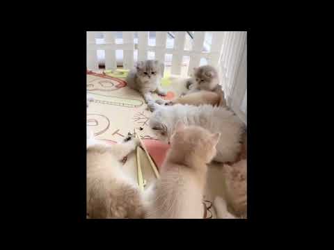 Let these sweet kittens put a smile on your face ♥