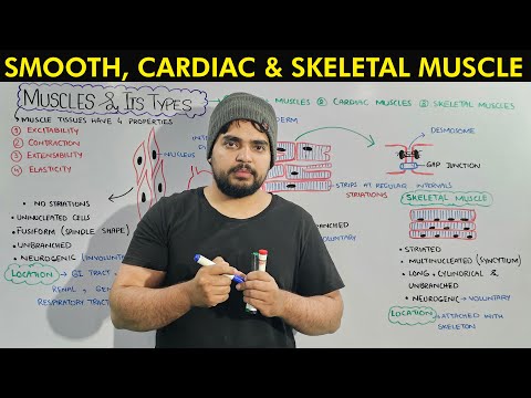 Muscle tissue and its Types: Smooth Cardiac and Skeletal Muscles in detail