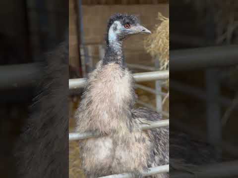 Emus ￼#shortsvideo #emus