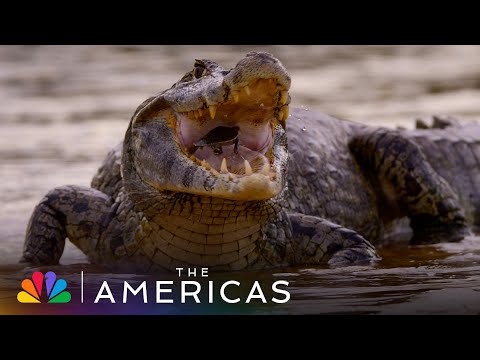 Tom Hanks Narrates How the Yacare Caiman Alligator Makes the Water Dance | The Americas | NBC