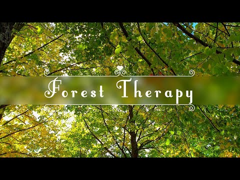 Autumn Therapy 🍂 Healing Frequency Warm Morning & Birds | Positive Energy Forest Ambience Meditation