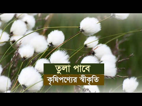 তুলা পাবে কৃষিপণ্যের স্বীকৃতি| Cotton | AgricularalProduct | Bangladesh | Behind |Business