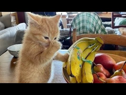 When The Most Dramatic Cat Comes Into Your Life 😹❤️😂 | New Funny Videos 2025