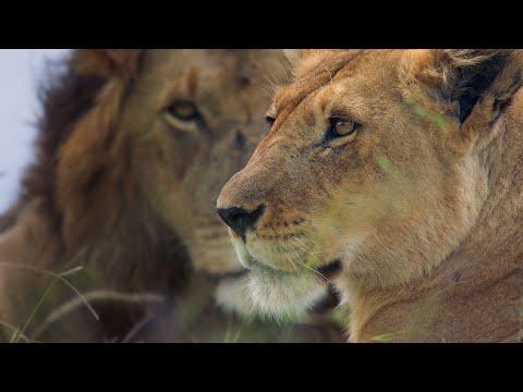 Lion Return to Africa | Nature Documentary