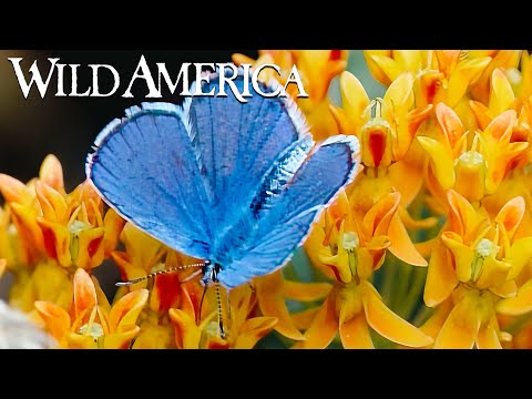 Wild America | S1 E2 The Beauty of Butterflies | Full Episode HD