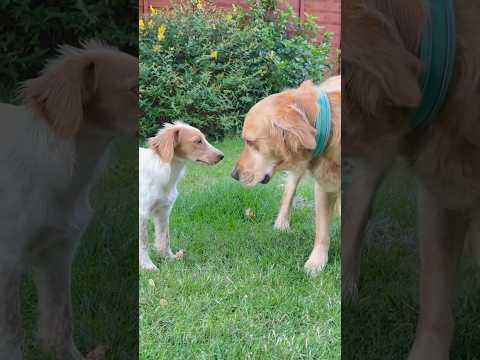 Golden Retriever Meets Unsure Rescue Puppy