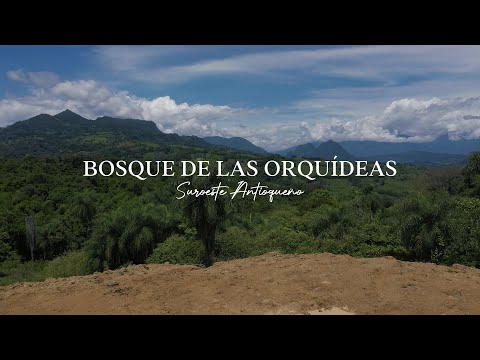 Paisaje desde la Etapa Farallones sobre el Bosque de las Orquídeas