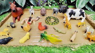 Farm & Pet Animals' Muddy Expedition for Toddlers 🐶🦜 Learning, Playing & Enjoying