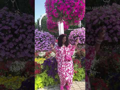 Dubia miracle garden