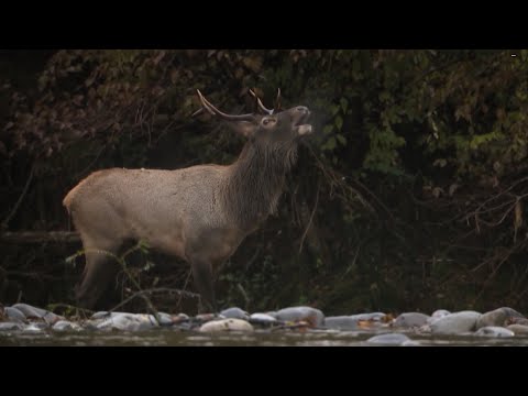 Asia's Amazon Jungle | The Fareast