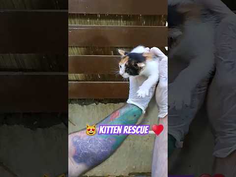 😻♥️Kitten Rescue by @thelandofchem #cat #catlover #catrescue #animals #catsofinstagram #catvideos