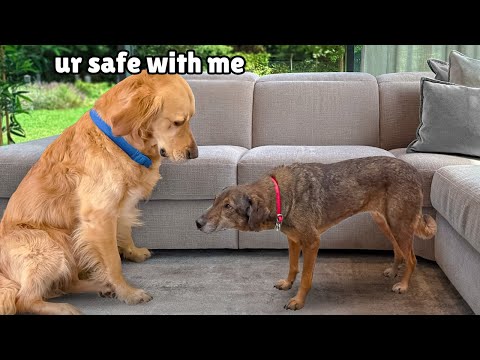 Golden Retriever Meets Terrified Rescue for the First Time