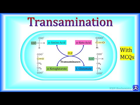 3 :Transamination | Amino Acid Metabolism | Biochemistry | N'JOY Biochemistry