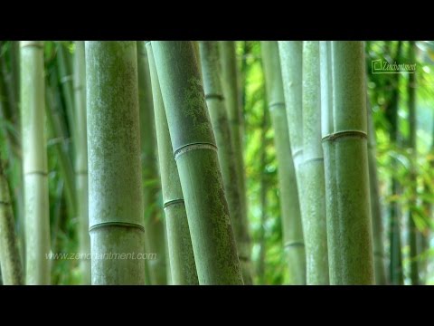 Zen Garden- Fifty Shades of Green - No Music/Nature Sounds Only