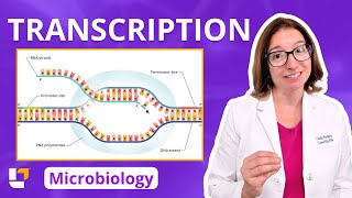 Transcription: Microbiology Genetics Pre-Nursing, Pre-Med & Health Field Careers | @LevelUpRN