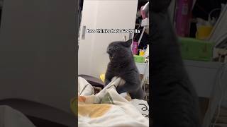 Funny animal videos I found on Instagram and Tiktok #shorts #funnyanimals #cat #funnypets #funny