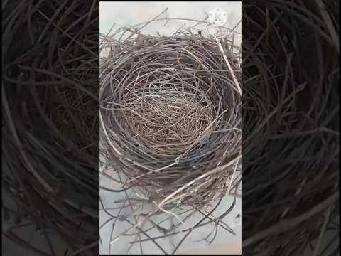 Amazing engineering, by nature, bird's nest #birds #nest #beautiful #shortsvideo #davidkokkada #c4uk